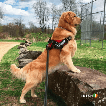 SafeWalk™ Personalized Anti-Choke Dog Harness