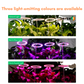 Halo™ Lights for Indoor Plants