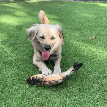 FLOPPY Realistic Fish Toy For Dogs and Cats